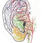 Auricular Acupuncture and Vagal Regulation