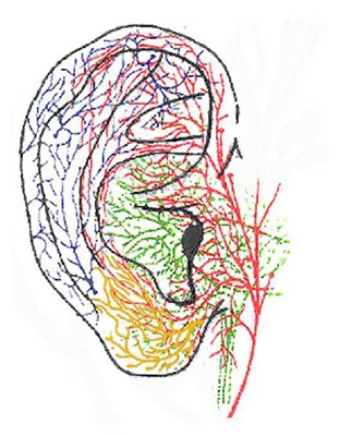 Auricular Acupuncture and Vagal Regulation